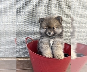 Pomeranian Puppy for sale in SPOKANE, WA, USA