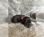 Puppy Red collar Doberman Pinscher
