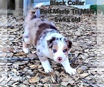 Small Photo #12 Border Collie Puppy For Sale in BYBEE, TN, USA