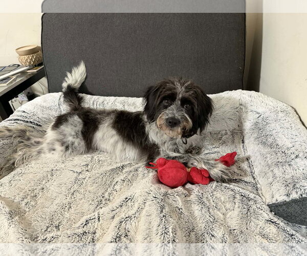 Medium Photo #3 Shih-Poo Puppy For Sale in Arlington, VA, USA