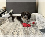 Small #2 Shih-Poo
