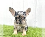 Small #15 French Bulldog