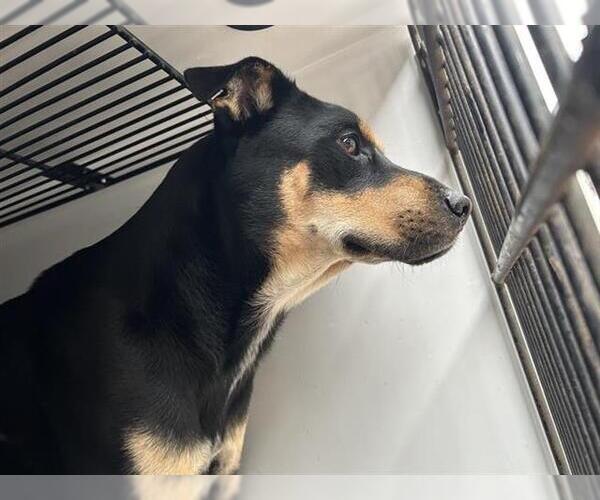 Medium Photo #1 German Shepherd Dog-Unknown Mix Puppy For Sale in Houston, TX, USA