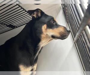 German Shepherd Dog-Unknown Mix Dogs for adoption in Houston, TX, USA