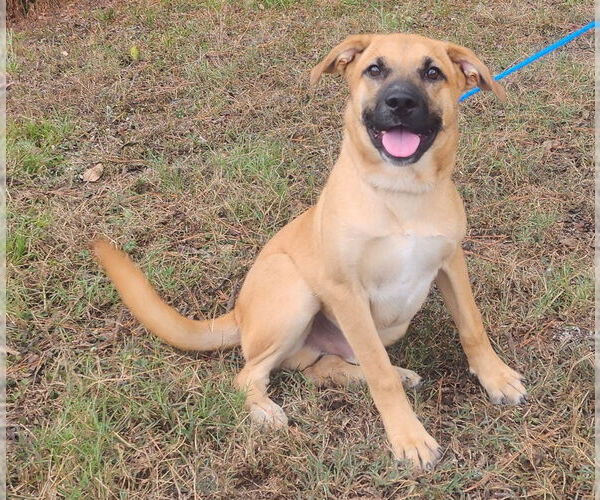 Medium Photo #1 Labrador Retriever-Unknown Mix Puppy For Sale in Wetumpka, AL, USA