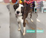 Small Pointer Mix