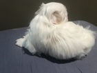 Small Photo #3 Coton de Tulear Puppy For Sale in KAYSVILLE, UT, USA