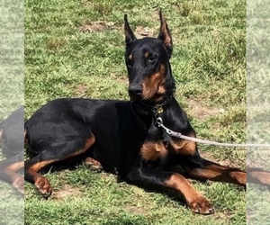Father of the Doberman Pinscher puppies born on 03/10/2021