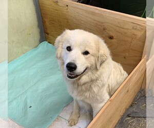 Great Pyrenees Puppy for sale in MOUNT AIRY, NC, USA