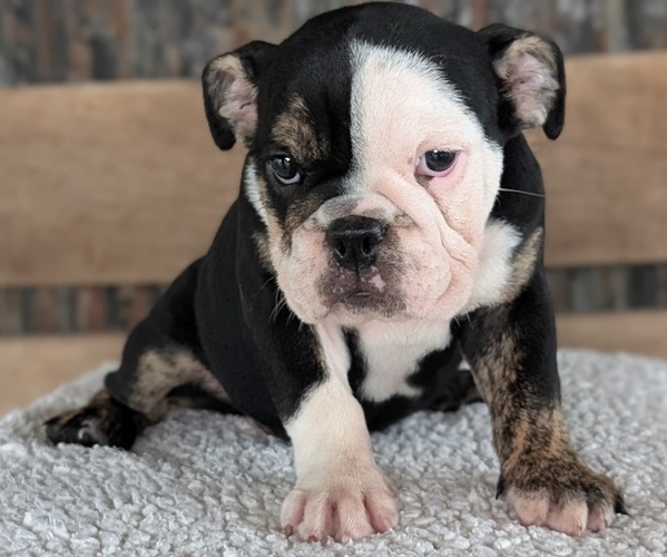 Medium Photo #7 English Bulldog Puppy For Sale in GOSHEN, IN, USA