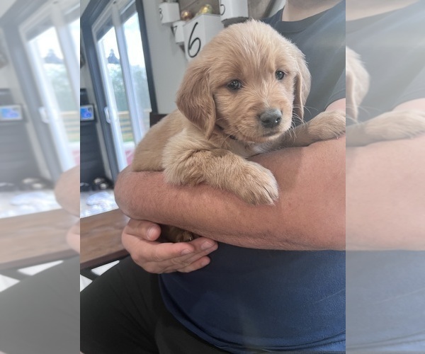 Medium Photo #1 Golden Retriever Puppy For Sale in RICHMOND, IN, USA