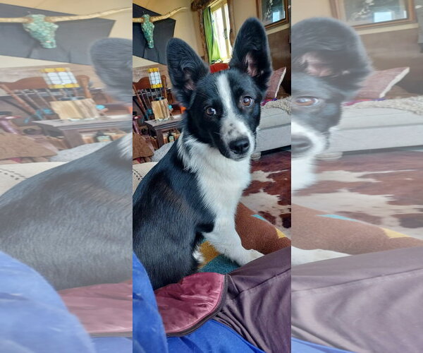 Medium Photo #3 Mutt Puppy For Sale in Denver , CO, USA