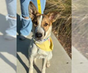 *FAE - Female Texas Heeler-Unknown Mix Dog for Adoption - Photo #2