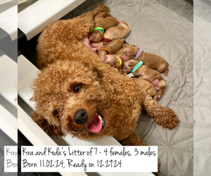 Poodle (Toy) Litter for sale in RIVERSIDE, CA, USA