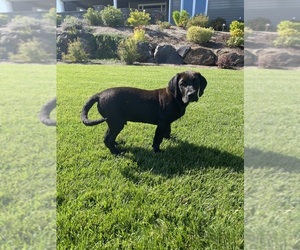 Boxer-Golden Retriever Mix Puppy for sale in SILVERTON, OR, USA