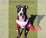 Small #4 American Staffordshire Terrier Mix