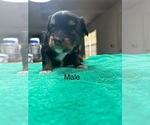 Puppy 3 Miniature Australian Shepherd