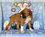 Small Photo #2 Boxer Puppy For Sale in LANCASTER, PA, USA