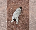 Small Photo #50 German Shorthaired Pointer Puppy For Sale in EVANSVILLE, WY, USA