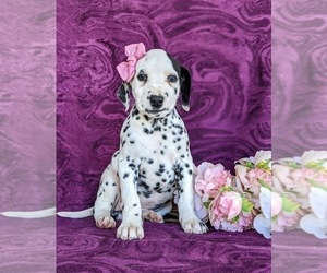 Dalmatian Puppy for sale in QUARRYVILLE, PA, USA