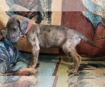 Small #3 Great Dane