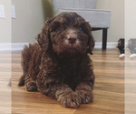 Small Photo #12 Bernedoodle Puppy For Sale in REYNOLDSBURG, OH, USA