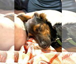 Small #2 Australian Shepherd-Doberman Pinscher Mix