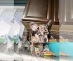 Small Photo #26 Boston Terrier-Faux Frenchbo Bulldog Mix Puppy For Sale in ROUND LAKE, IL, USA