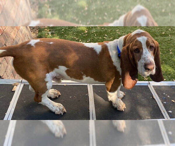 Medium Photo #3 Basset Hound Puppy For Sale in Petaluma, CA, USA