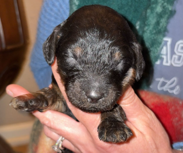 Medium Photo #1 Poodle (Standard) Puppy For Sale in DEXTER, MO, USA