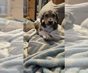 Anatolian Pyrenees Dogs for adoption in MIDWAY, UT, USA