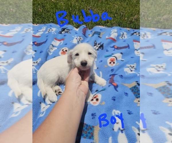Medium Photo #23 Chizer Puppy For Sale in MONTEZUMA, GA, USA