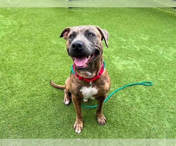 Medium Photo #1 American Pit Bull Terrier-Unknown Mix Puppy For Sale in Orange, CA, USA