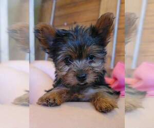 Yorkshire Terrier Puppy for sale in MANES, MO, USA