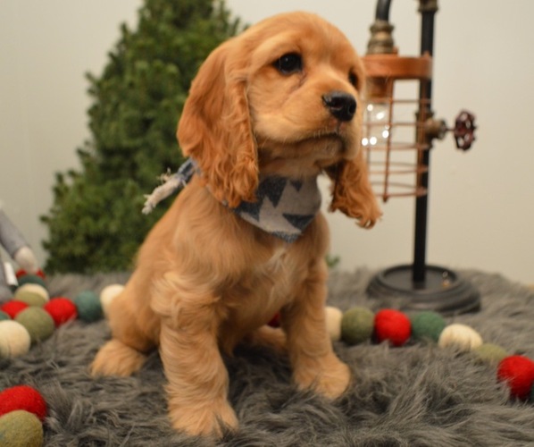 Medium Photo #3 Cocker Spaniel Puppy For Sale in HONEY BROOK, PA, USA