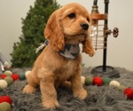 Small Photo #3 Cocker Spaniel Puppy For Sale in HONEY BROOK, PA, USA