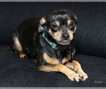 Small #1 Chihuahua
