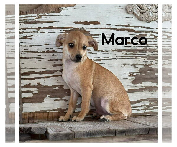 Medium Photo #3 Chihuahua-Unknown Mix Puppy For Sale in Jefferson, NJ, USA