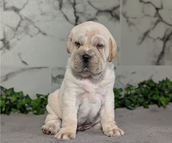 Medium Photo #8 Cocker-Pei Puppy For Sale in GOSHEN, IN, USA
