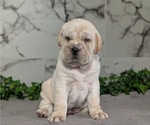 Small #7 Cocker-Pei