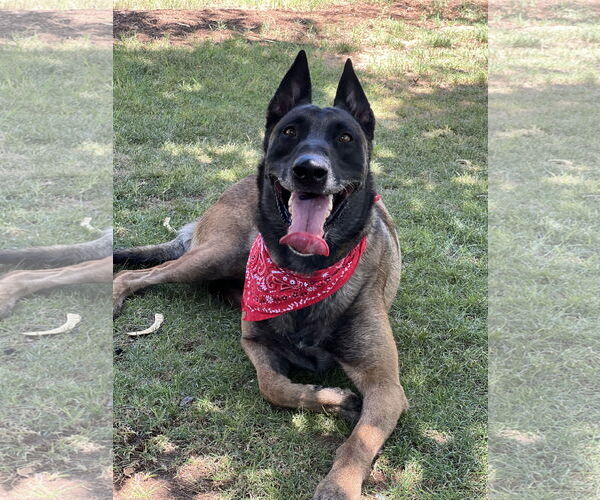 Medium Photo #1 Mutt Puppy For Sale in Phoenix, AZ, USA