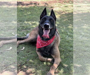 Mutt Dogs for adoption in Phoenix, AZ, USA