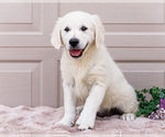 Puppy Missy English Cream Golden Retriever