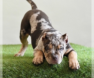 American Bully Puppy for sale in DE LEON SPRINGS, FL, USA