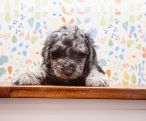 Newfypoo Puppy for sale in NORTH LOGAN, UT, USA