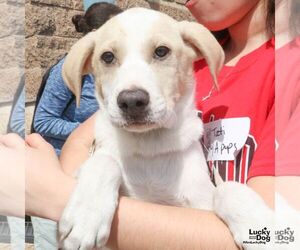 Labrador Retriever-Unknown Mix Dogs for adoption in Washington, DC, USA