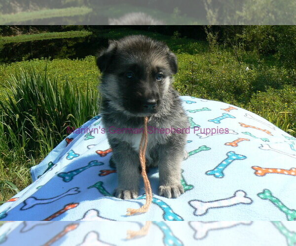 Medium Photo #2 German Shepherd Dog Puppy For Sale in PIEDMONT, MO, USA