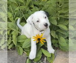 Small #1 American Bulldog Mix