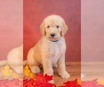 Puppy 7 Goldendoodle