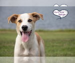 Small Great Pyrenees Mix